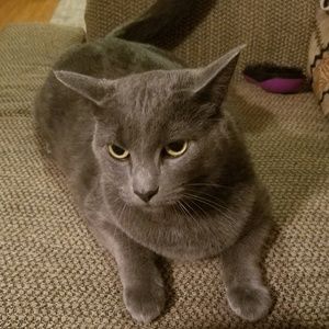 Meet your Posher, Alicion